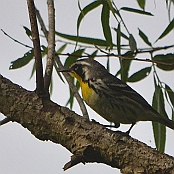 Yellow -throated Warbler, Paradise Pond, Port Aransas, Texas